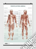 Poster muscolatura umana poster di Manzoli Lucia; Ratti Stefano
