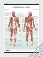 Poster muscolatura umana poster