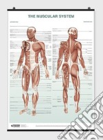 Muscular system (The) poster di Manzoli Lucia; Ratti Stefano