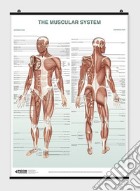 Muscular system (The) poster