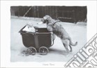 Canine Nurse poster