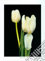 White Tulips, 2000 poster di MINA SELIS