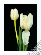 White Tulips, 2000 poster