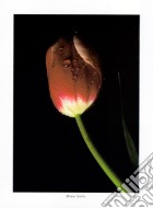 Red Tulip, 2000 poster