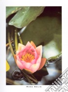 Pink Nymphaea, 2000 poster