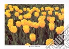 Field of Yellow Tulips, 2000 poster