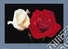 Red And White Roses poster