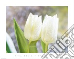 White Tulips poster di Mina Selis