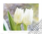 White Tulips poster