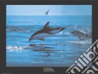 Dusky Dolphins, Patagonian Coast poster