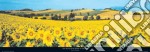 Sunflowers Field, Umbria poster di PHILIP ENTICKNAP