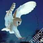 QPz1000 Weingarten Barn Owl puzzle