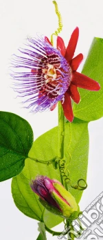 Passion flower