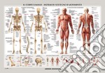 Corpo umano. Sistema scheletrico e muscolare. Cartà murale scientifica. Ediz. a colori