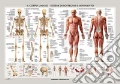 Corpo umano: scheletro e muscoli. Carta murale scientifica articolo cartoleria