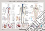 Corpo umano: sistemi circolatorio, nervoso e linfatico. Carta murale scientifica. Ediz. a colori articolo cartoleria