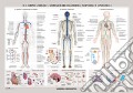 Corpo umano: sistemi circolatorio, nervoso e linfatico. Cartà murale scientifica. Ediz. a colori art vari a