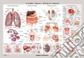 Corpo umano: apparati e organi. Carta murale scientifica. Ediz. a colori art vari a