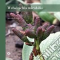 Welwitschia mirabilis art vari a